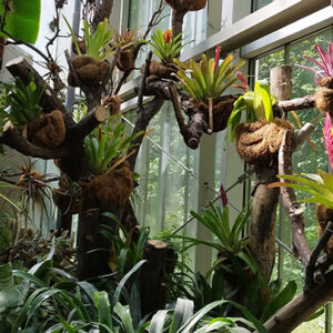 БОТАНИЧКА БАШТА (5)